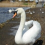 Swan at Mudeford